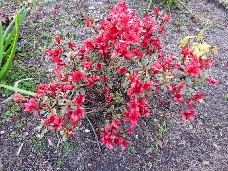 azalea silver sword.JPG