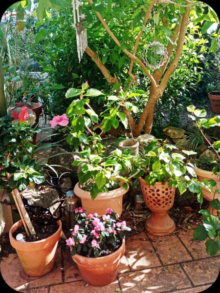 Azalea2 4 Feb 24.jpg