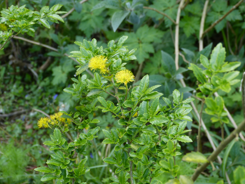 Azara lanceolata.JPG