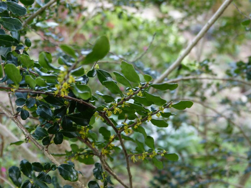 Azara microphylla 1.JPG