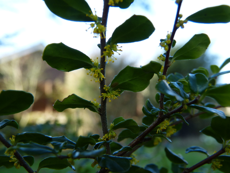 Azara microphylla 2.JPG