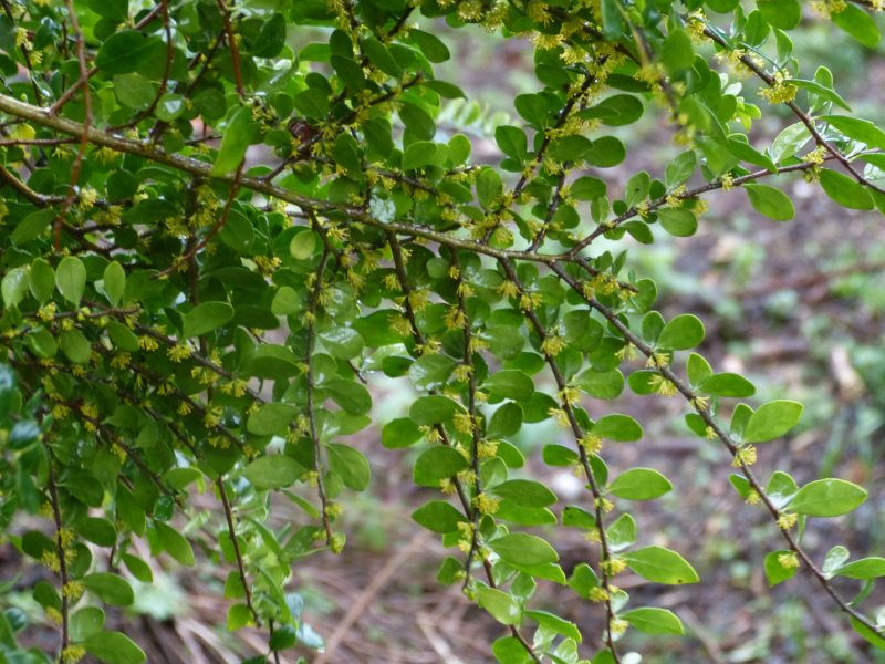 Azara microphylla.JPG