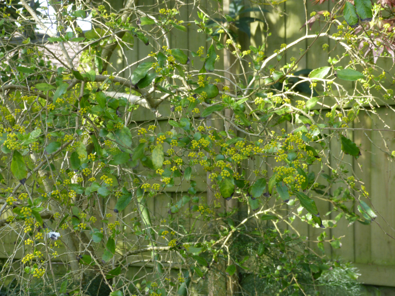 Azara serrata.JPG