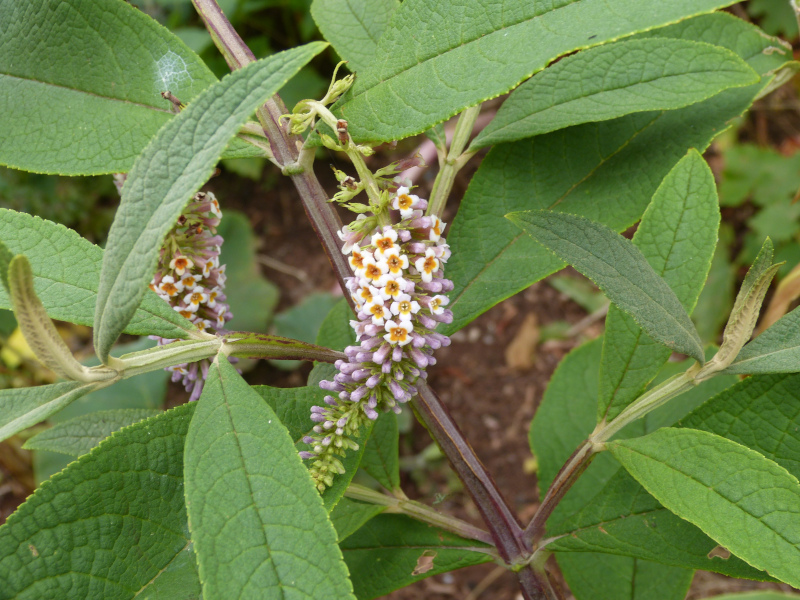 B forrestii flowers.JPG