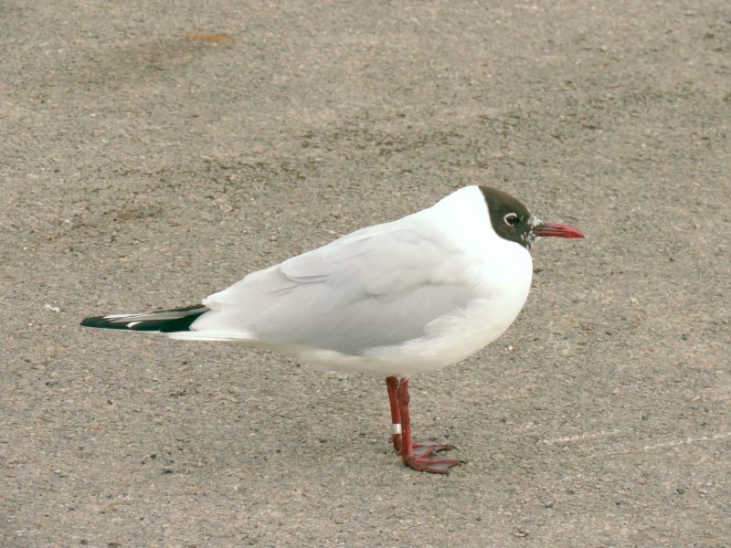B H Gull.jpg
