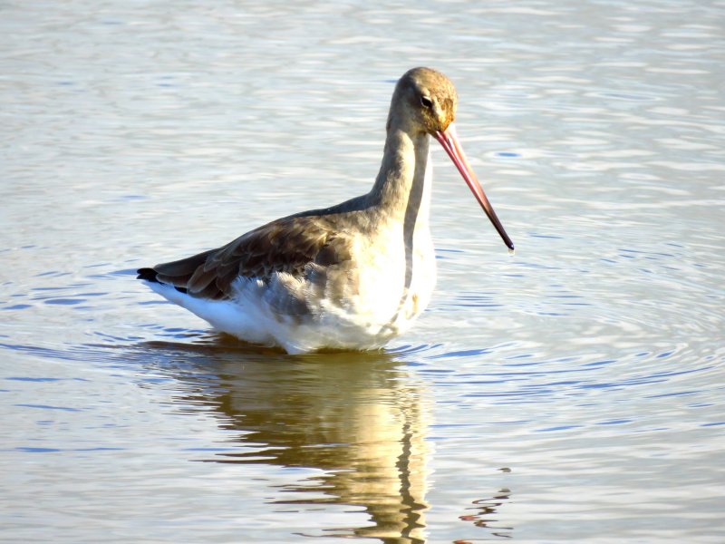 B T Godwit.JPG