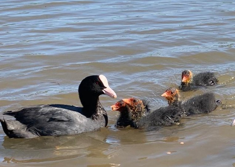 babycoots.jpg