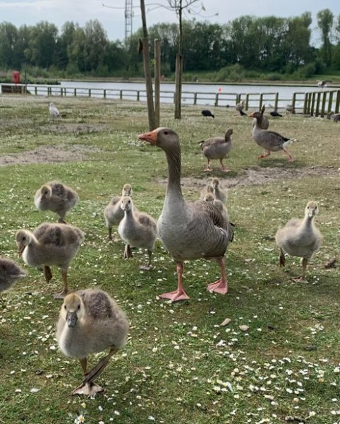 babygeese.jpg