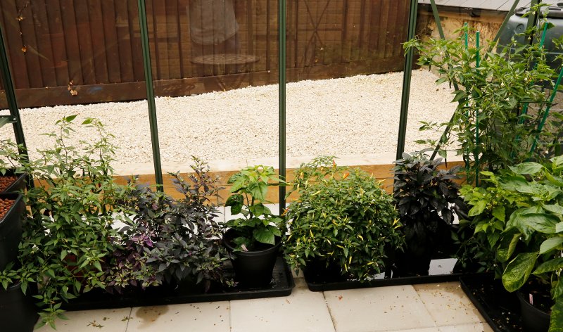 Back Chilis 2000.jpg