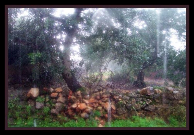 Back Window in Rain.jpg