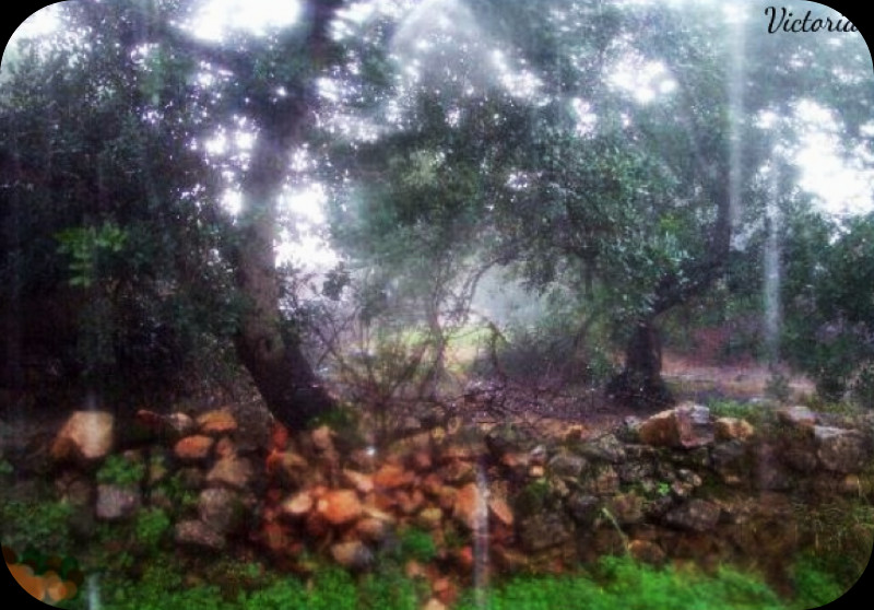 Back Window in Rain.jpg