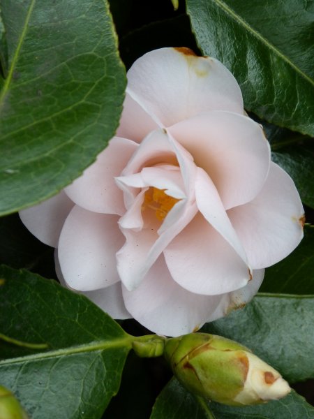 Badger,camellias and others  22 April 2013 008.JPG