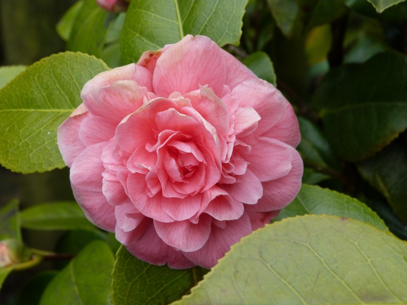 Badger,camellias and others  22 April 2013 009.JPG