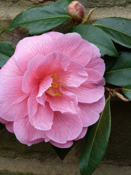 Badger,camellias and others  22 April 2013 010.JPG