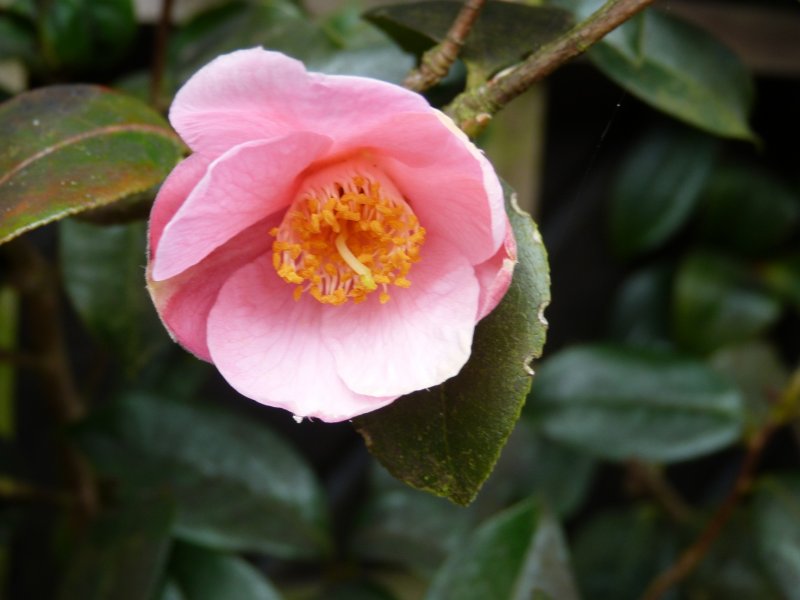 Badger,camellias and others  22 April 2013 012.JPG