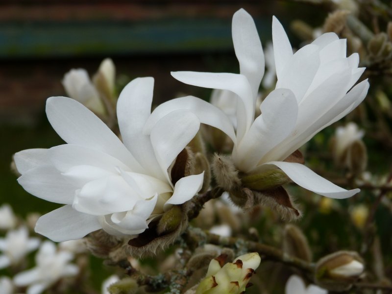 Badger,camellias and others  22 April 2013 020.JPG