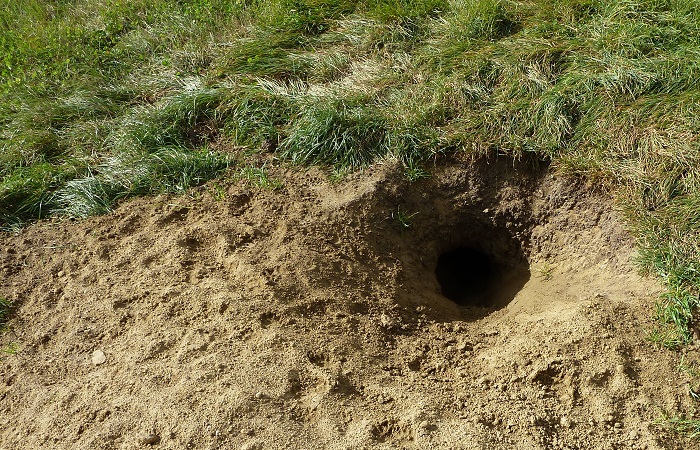 badger hole.jpg