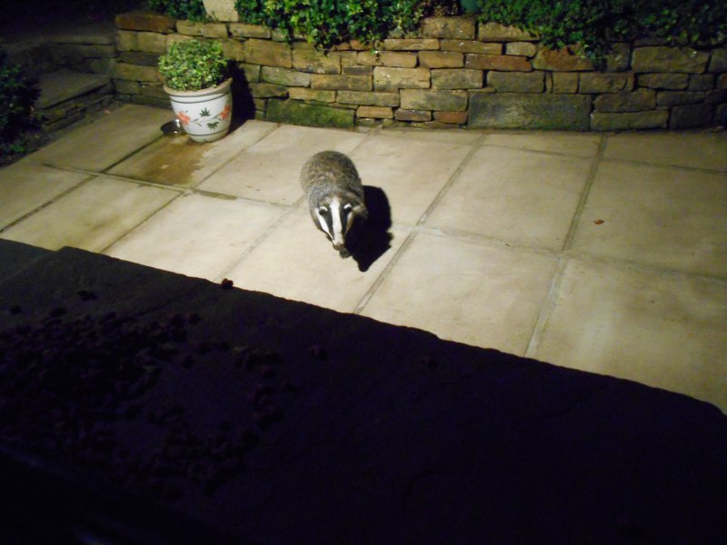 Badger visit Nov 2014 (1).JPG