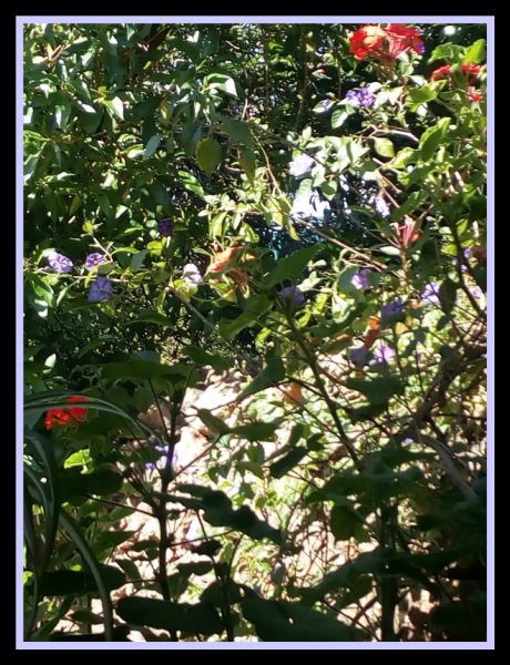 Baffarinha 5 May.jpg