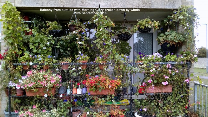 Balcony from outside with Morning Glory broken down by winds 20th September 2018.jpg