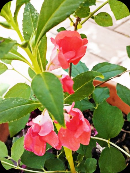 Balsam 30 May 25.jpg