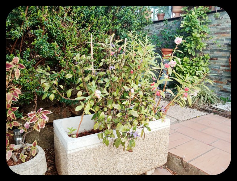 Balsam3 8 Oct 22.jpg