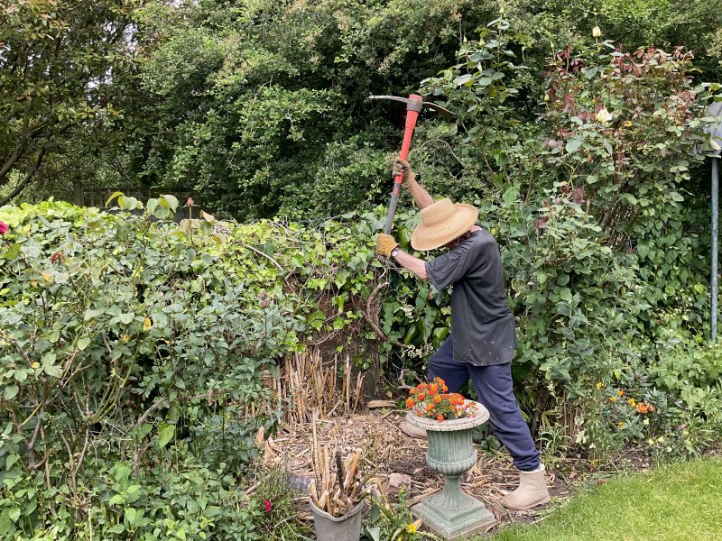 Bamboo Forest - 2.jpg