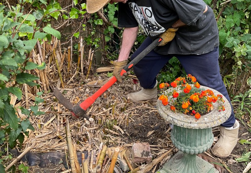 Bamboo Forest - 3 (2).jpg