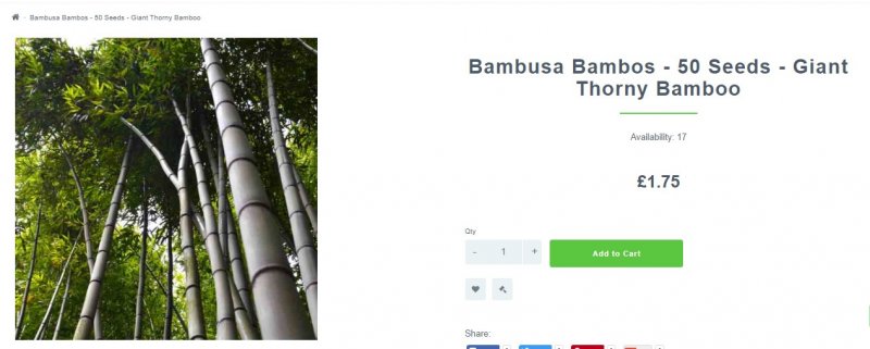 bamboo.jpg