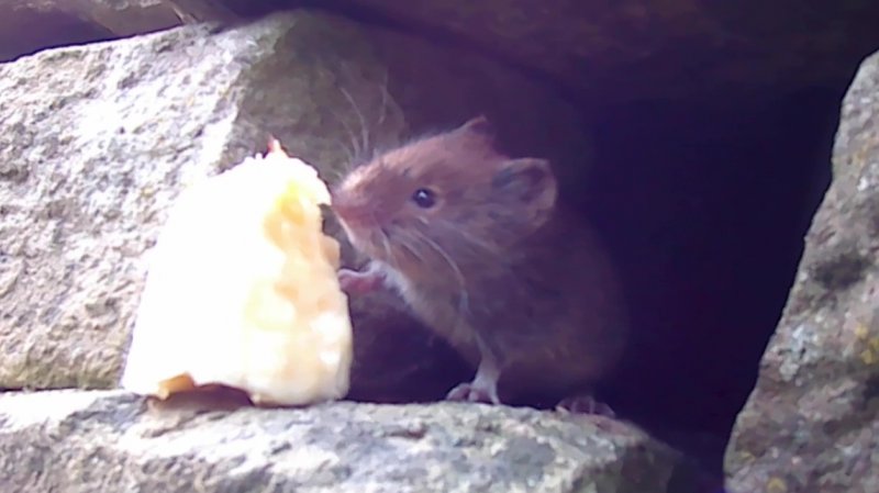 Banana Vole.jpg
