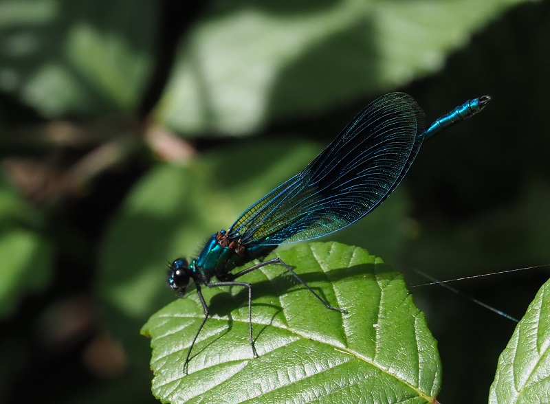 banded demoselle.jpg