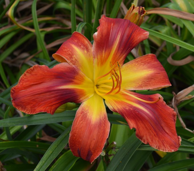 Bandito Rojo (2).JPG