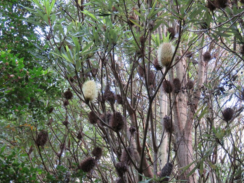 BANKSIA.JPG