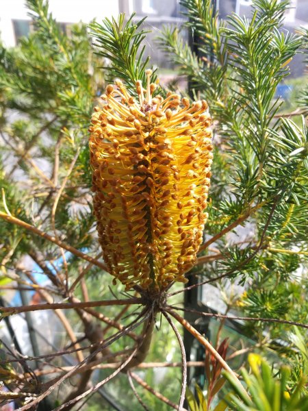 BanksiaEricifoliaSm.jpg