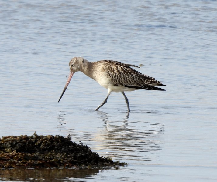 Bar Tailed Godwit (2).jpg