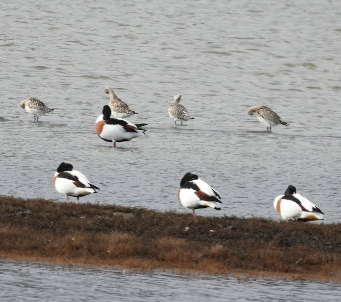 Bar Tailed Godwits 3.jpg