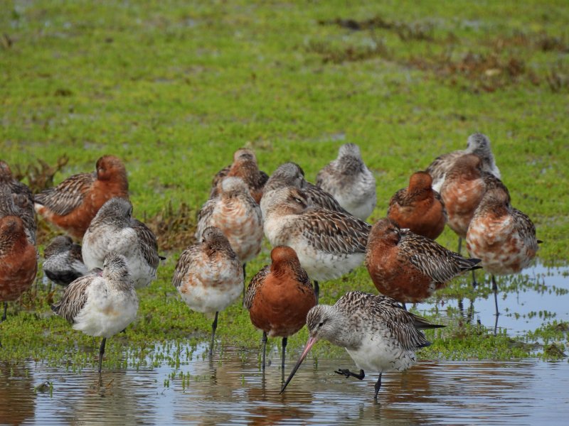 Bar Tailed Godwits - Ferrybridge (3).JPG