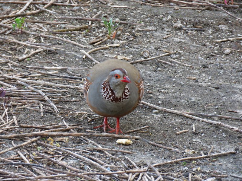 Barbary Partridge 3.JPG