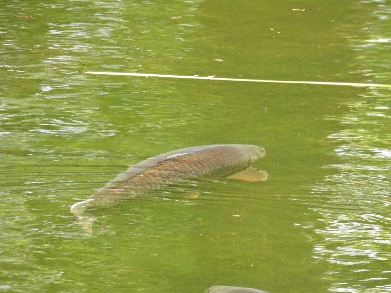 Barbel 2.JPG