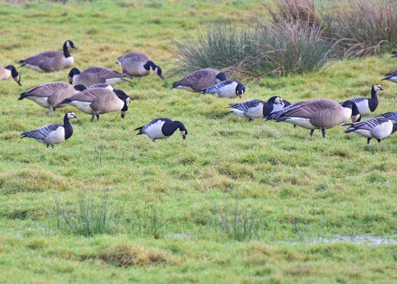 Barnacle Geese  - Swineham (1).JPG