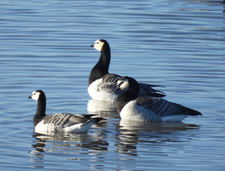 Barnacle - Slimbridge (2).JPG