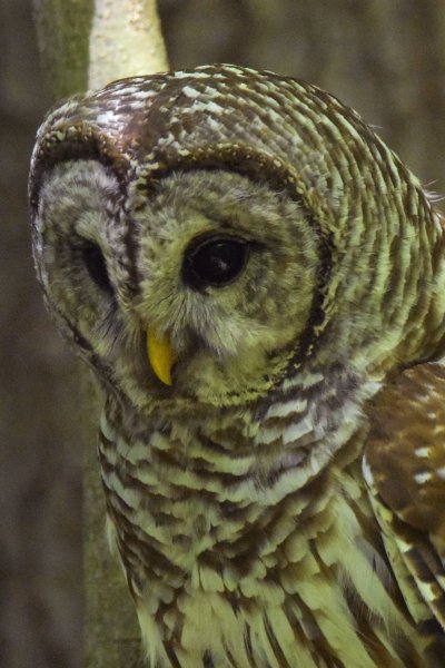 Barred Owl Portrait.jpg
