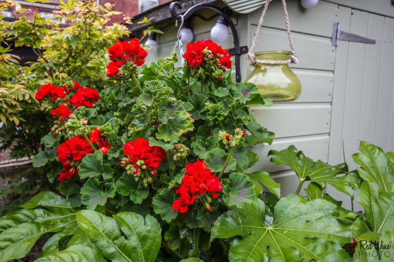 basket3 (1 of 1).jpg