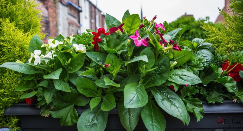 basket4 (1 of 1).jpg