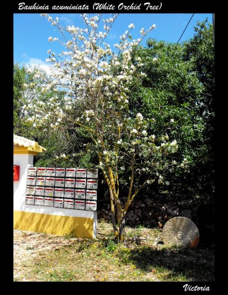 Bauhinia acuminata May 10.jpg