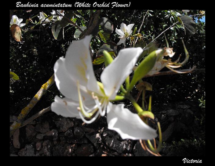 Bauhinia acuminatum3.jpg