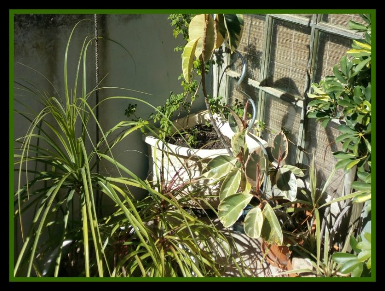 Beaucarnea 17 Jun.jpg