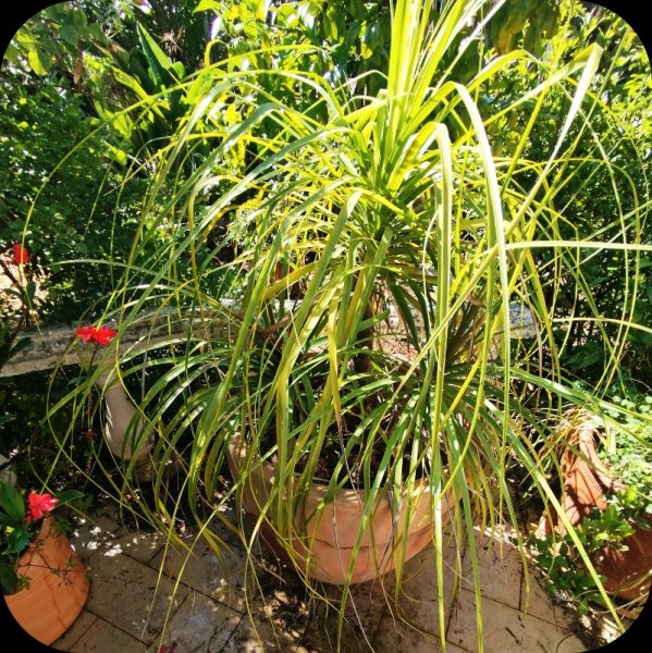 Beaucarnea guatemalensis 21 May 26.jpg