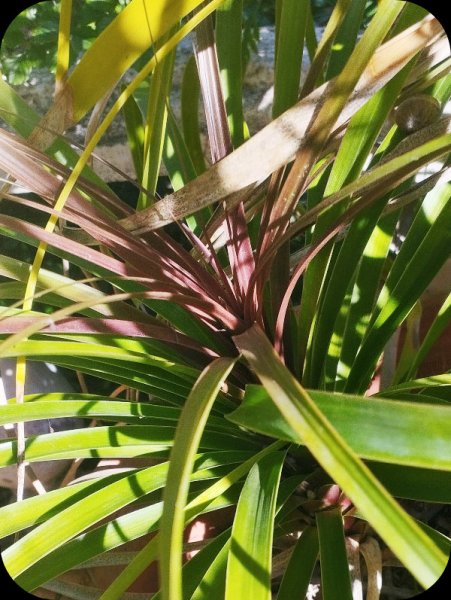 Beaucarnea guatemalensis.jpg