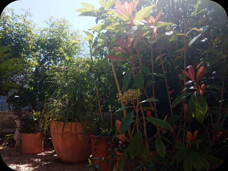 Beaucarnea2 15 Apr 24.jpg